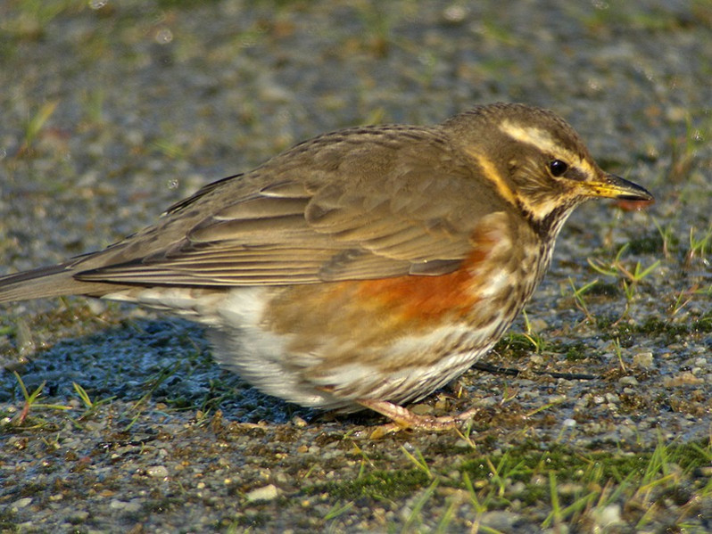 Turdus iliacus adulte
