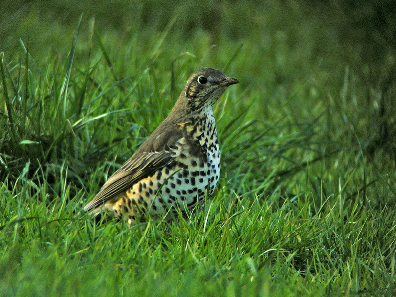 Turdus viscivorus adulte