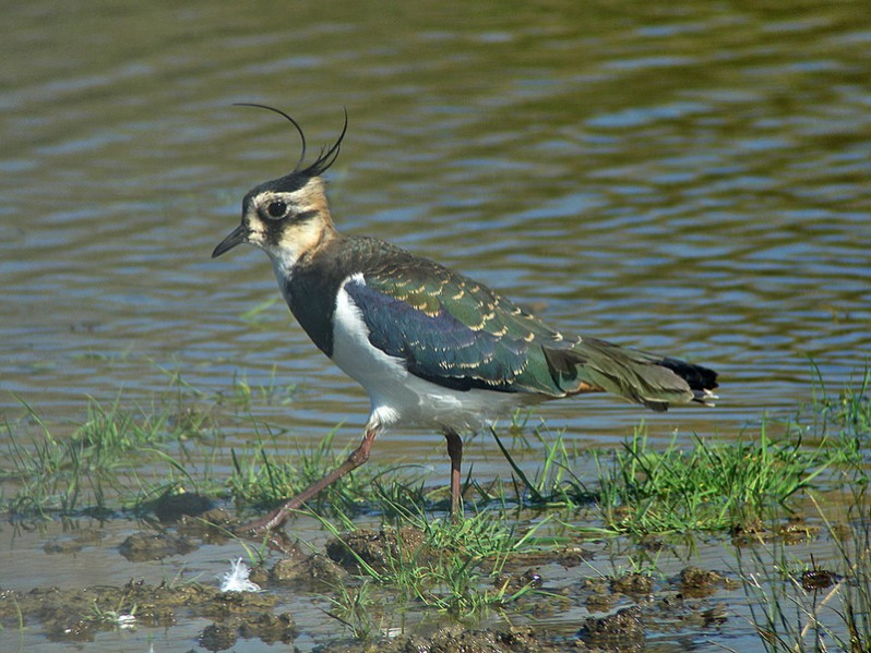 Vanellus vanellus adulte