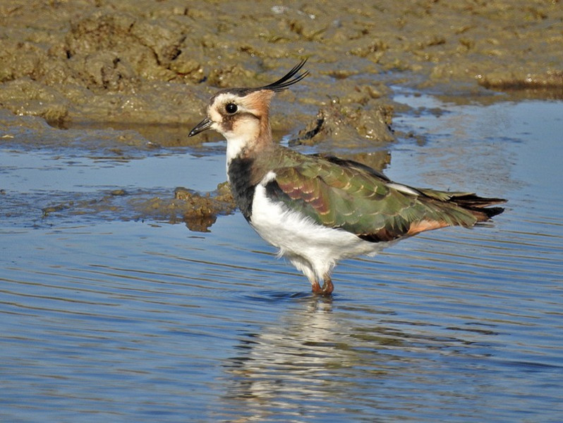 Vanellus vanellus adulte