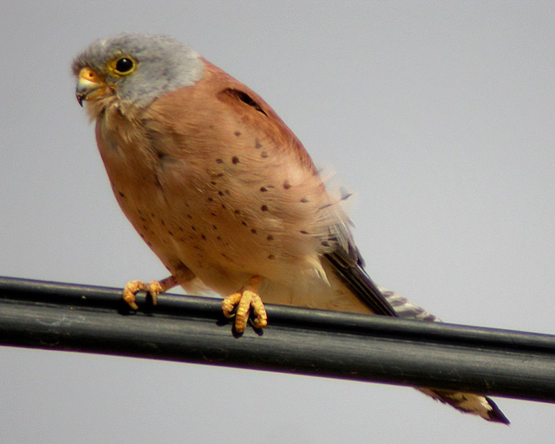 Falco naumanni adulte
