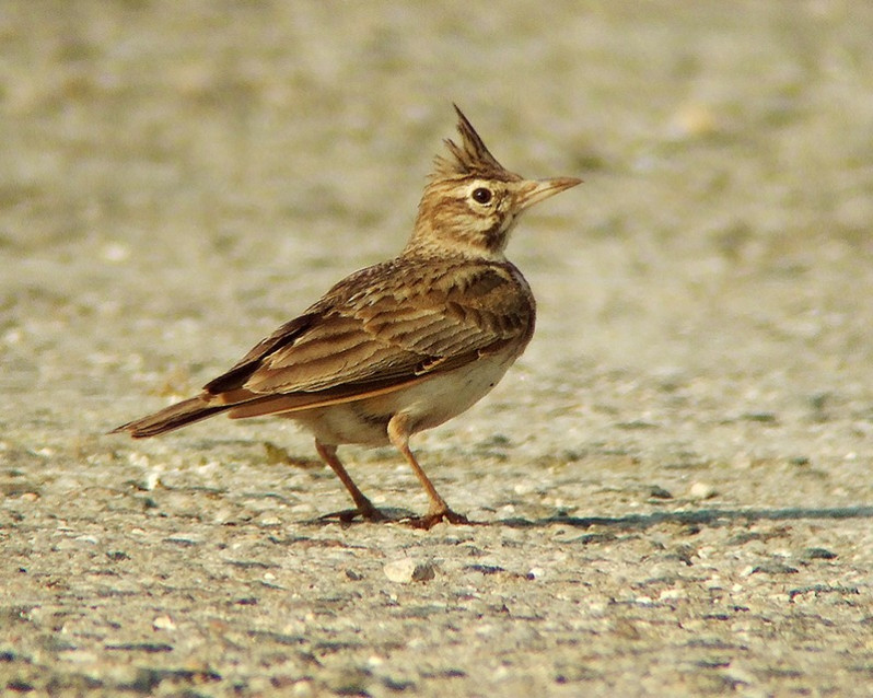 Galerida cristata adulte