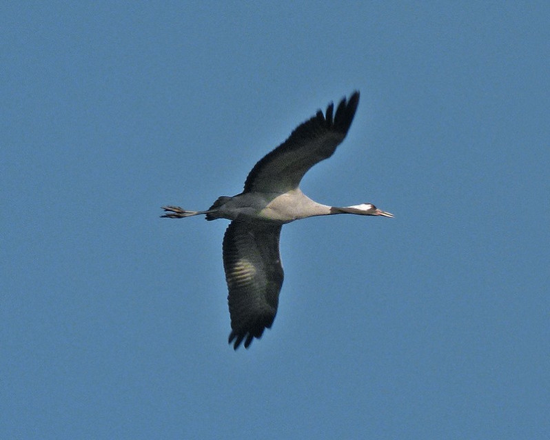 Grus grus adulte
