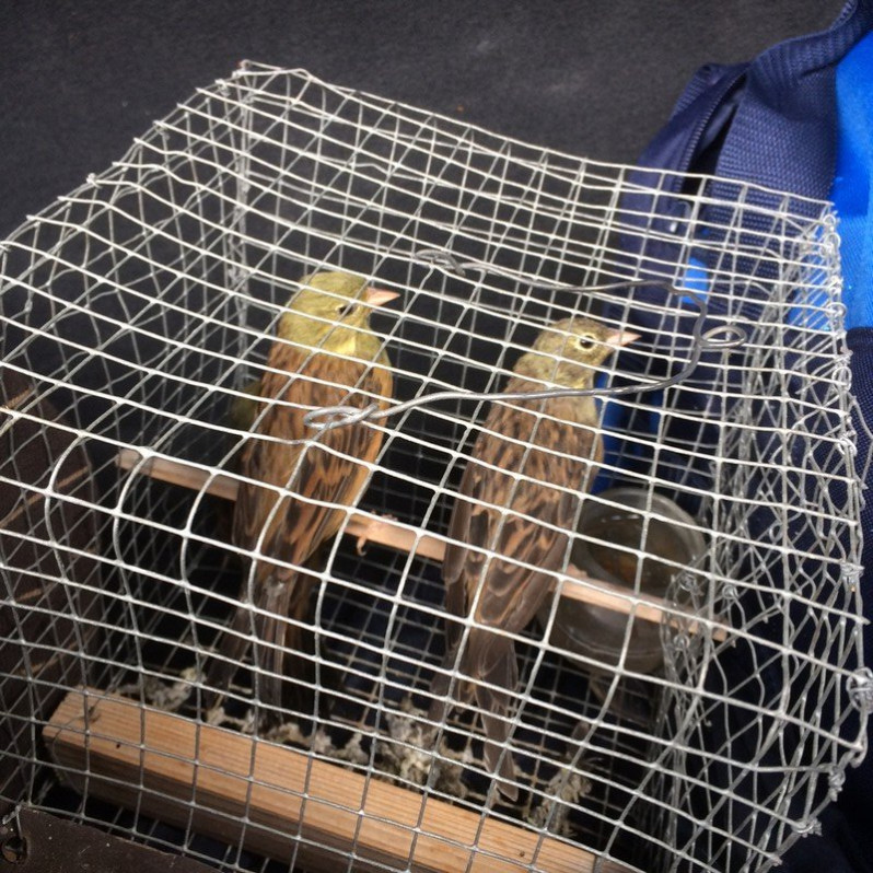 Emberiza hortulana