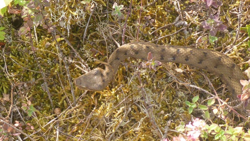Vipera aspic (Linnaeus, 1758)