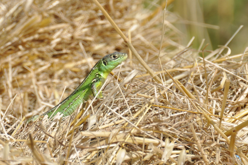 Lacerta bilineata Daudin, 1802
