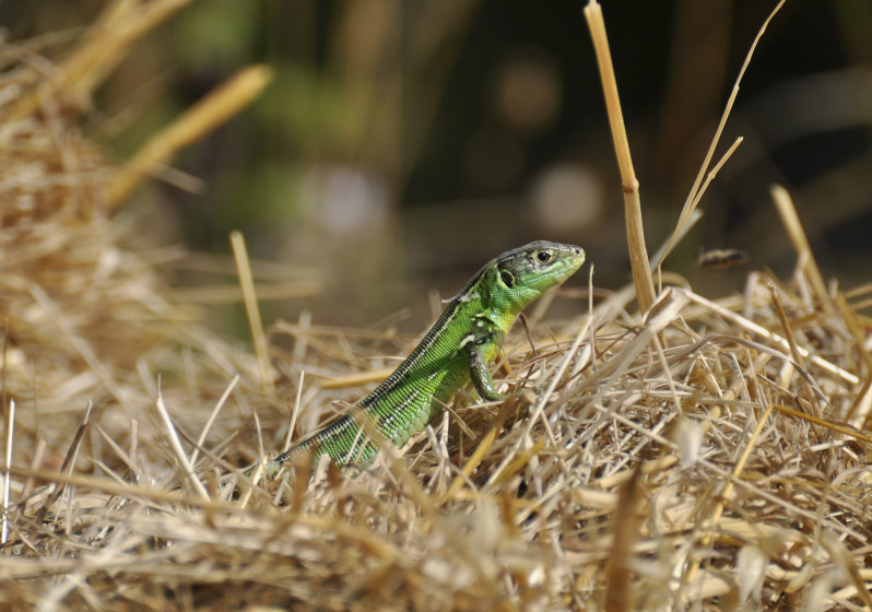 Lacerta bilineata Daudin, 1802