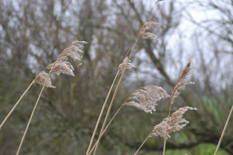 Fleurs de Phragmites australis (Cav.) Trin. ex Steud., 1840