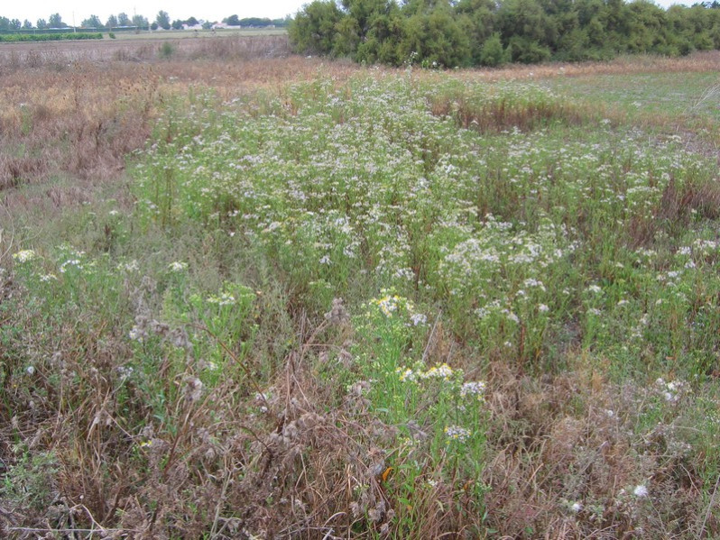 Tripolium pannonicum (Jacq.) Dobrocz., 1962