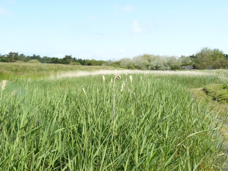 Phragmites australis (Cav.) Trin. ex Steud., 1840