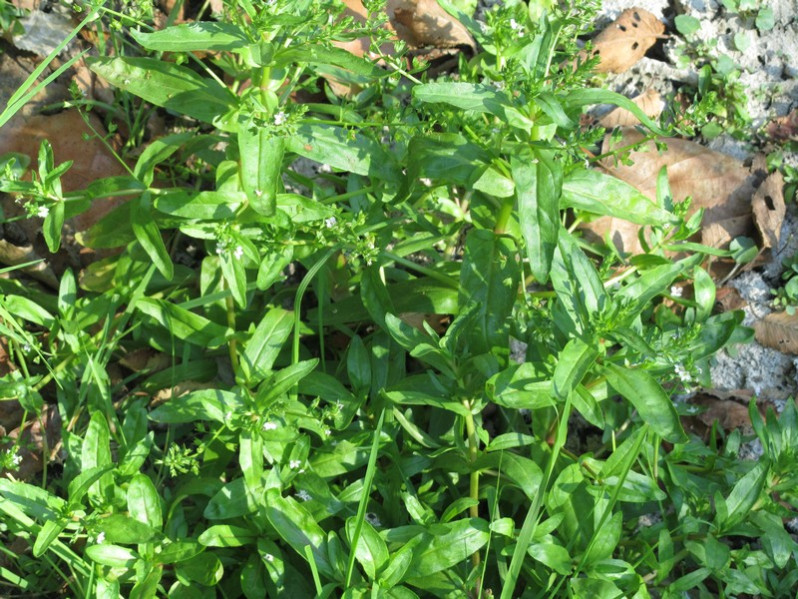 Veronica catenata Pennell, 1921