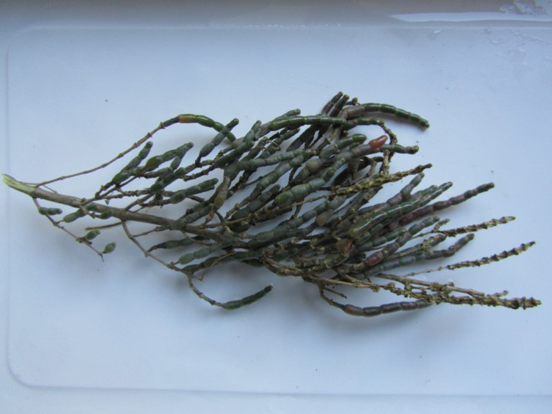 Salicornia fruticosa (L.) L., 1762 