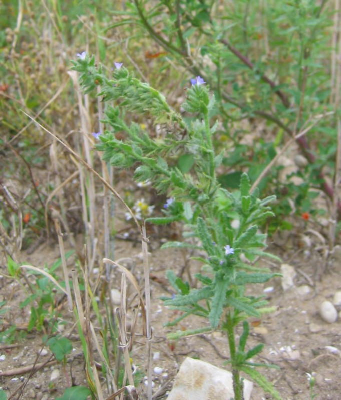 Lycopsis arvensis L., 1753