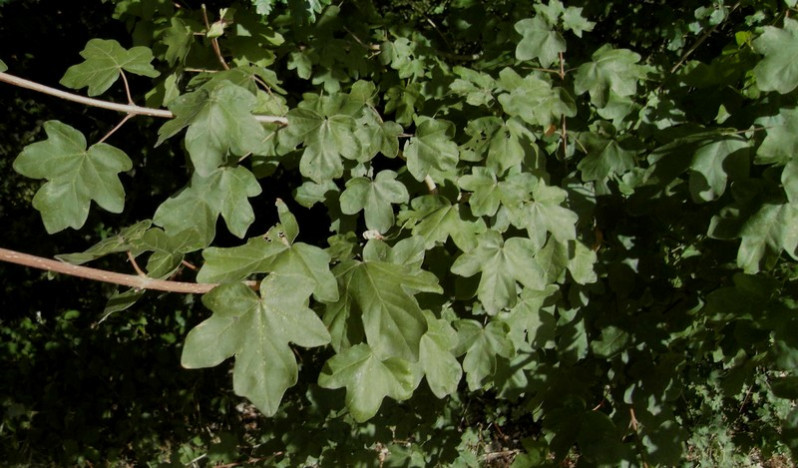 Acer campestre L., 1753