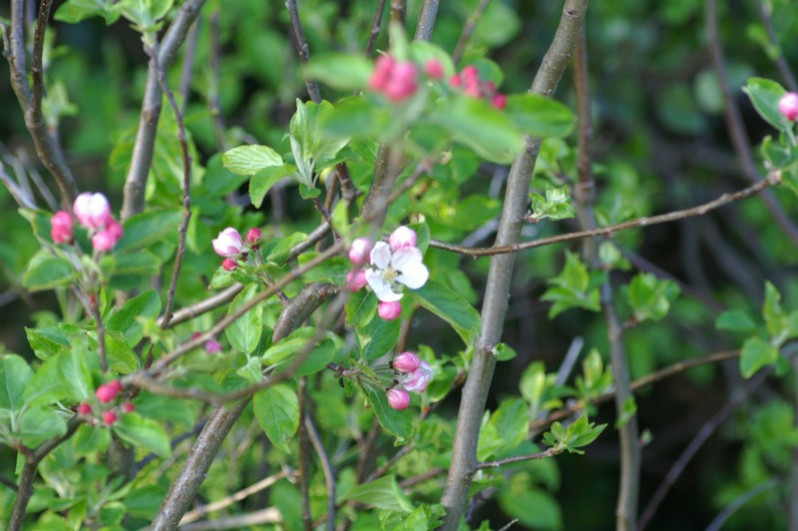 Malus sylvestris Mill., 1768