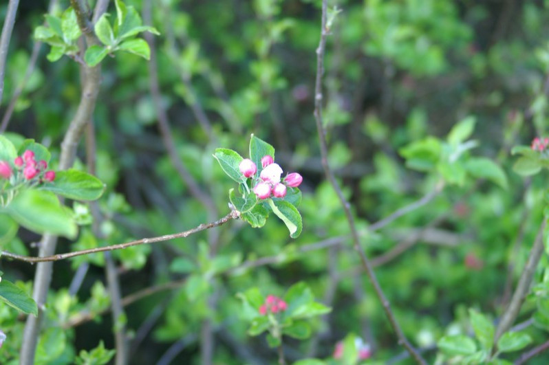 Malus sylvestris Mill., 1768
