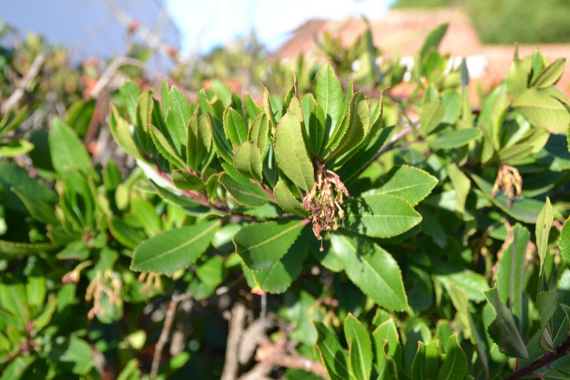 Arbutus unedo L., 1753