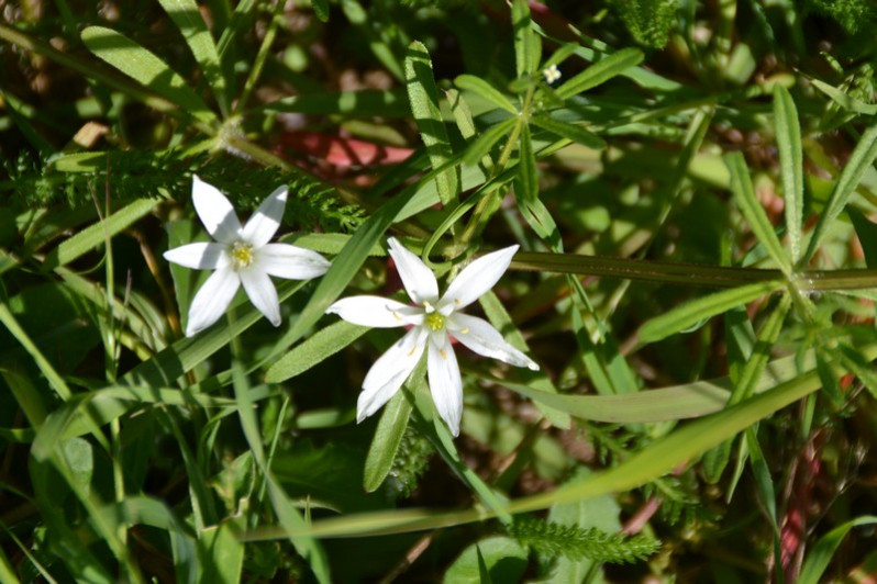 Ornithogalum divergens Boreau, 1857