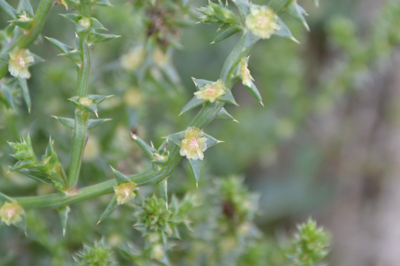 Salsola kali L., 1753