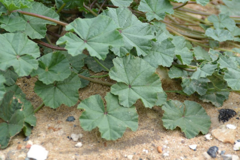 Malva sylvestris L., 1753