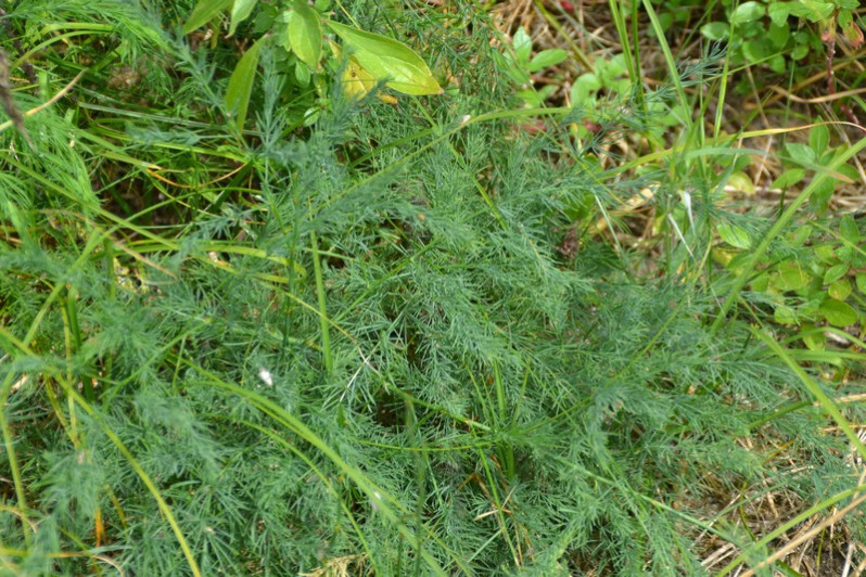 Asparagus officinalis subsp. prostatus (Dumort.) Corb., 1814