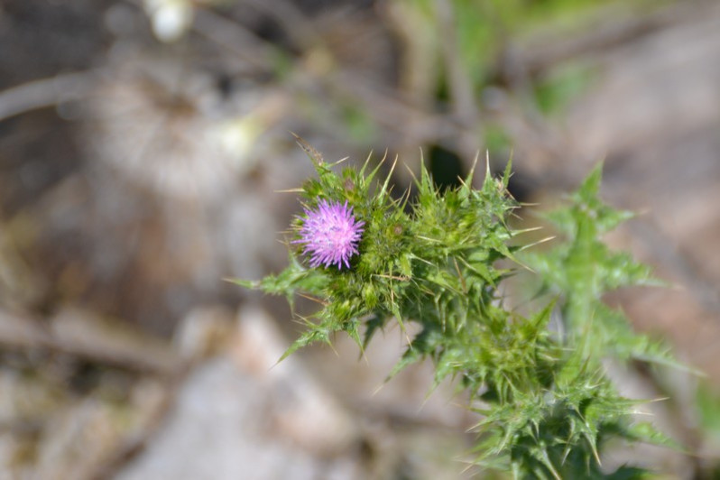 Carduus tenuiflorus Curtis, 1793