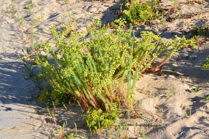 Euphorbia paralias L., 1753