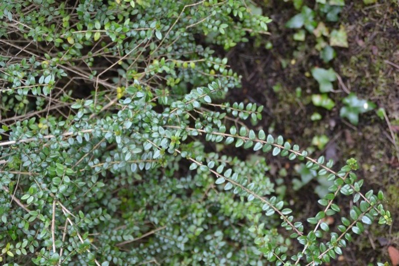 Buxus sempervirens L., 1753