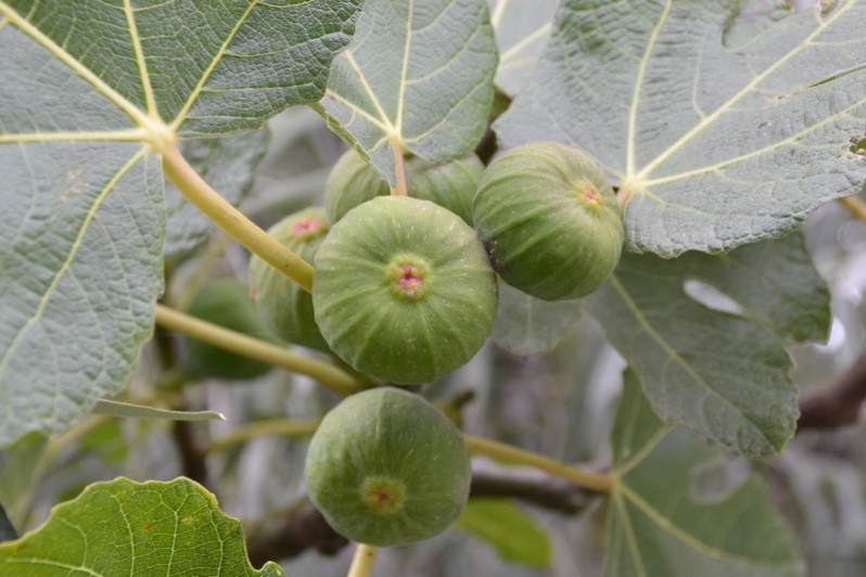 Ficus carica L., 1753