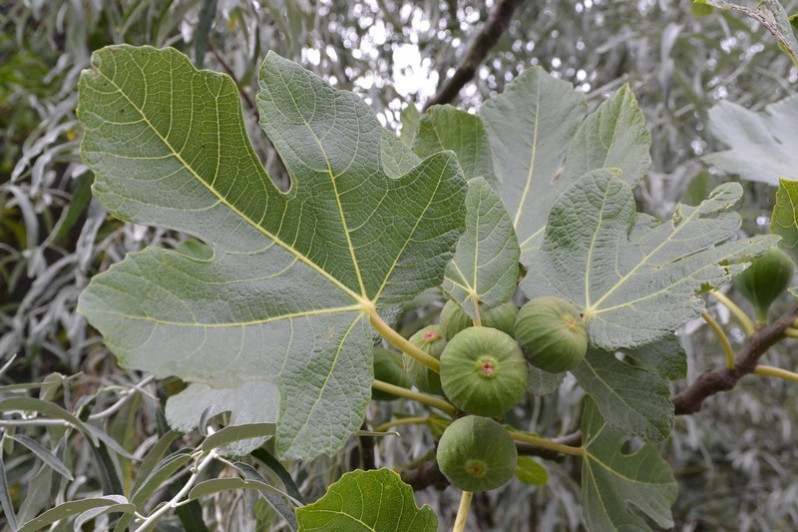 Ficus carica L., 1753