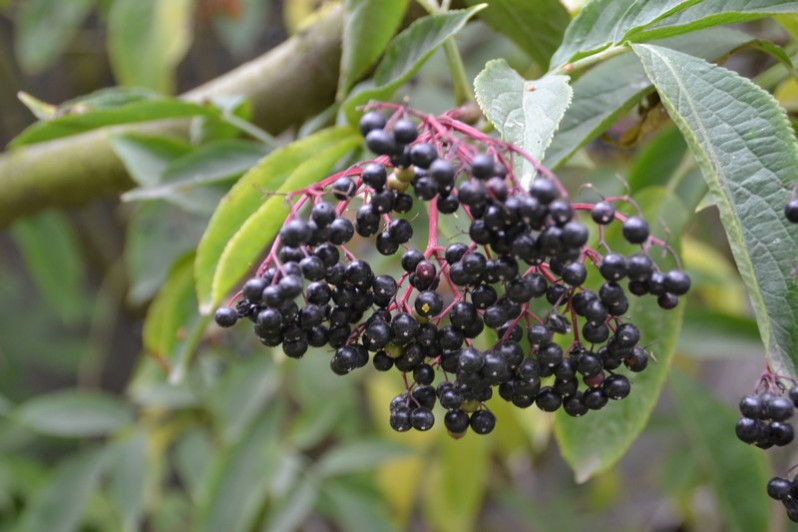 Sambucus nigra L., 1753