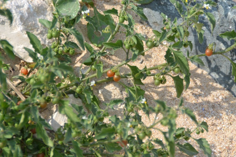 Solanum villosum subsp. miniatum (Bernh. ex Willd.) Edmonds, 1984