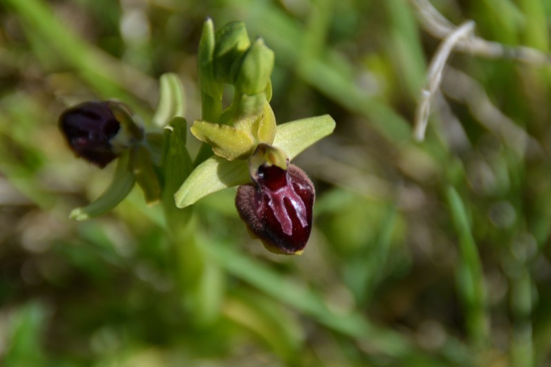 Ophrys aranifera Huds., 1778