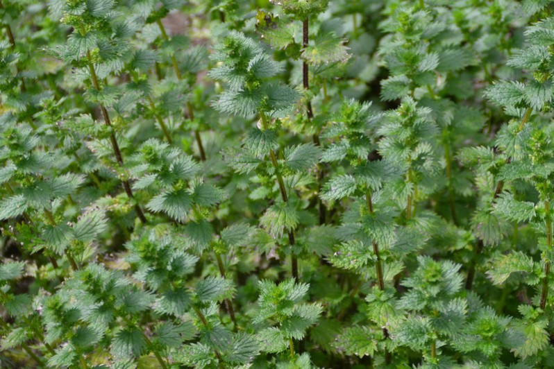 Urtica urens L., 1753