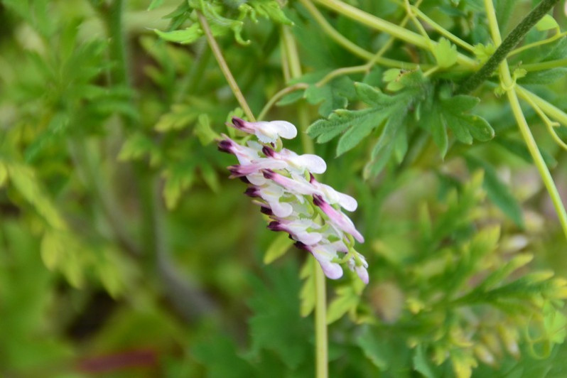 Fumaria capreolata L., 1753