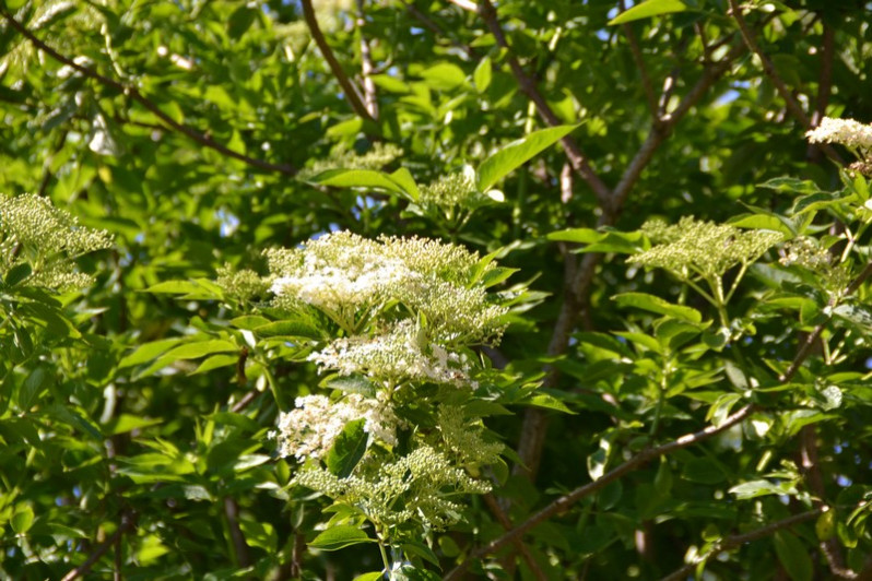 Sambucus nigra L., 1753