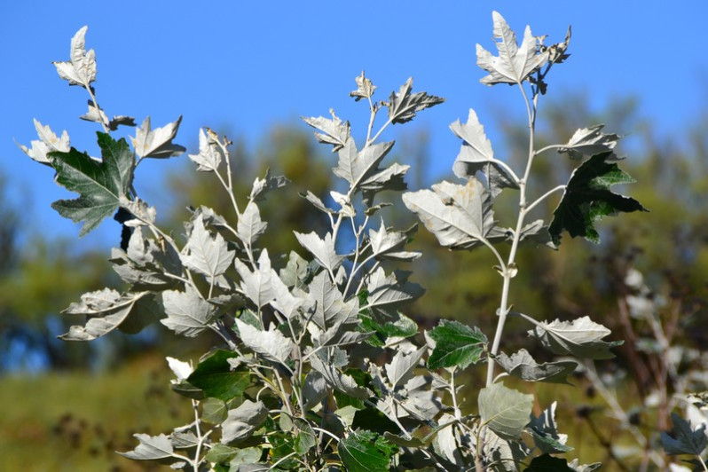 Populus x canescens (Aiton) Sm., 1804