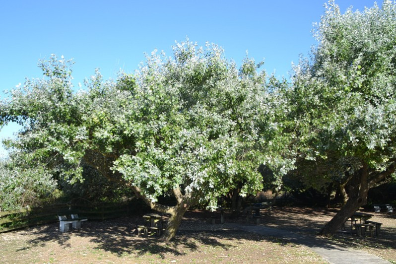 Populus x canescens (Aiton) Sm., 1804