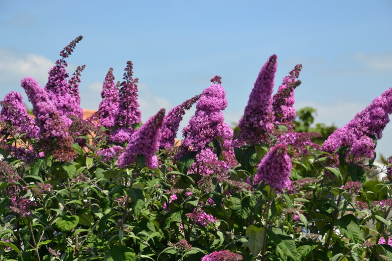 Buddleja davidii Franch., 1887