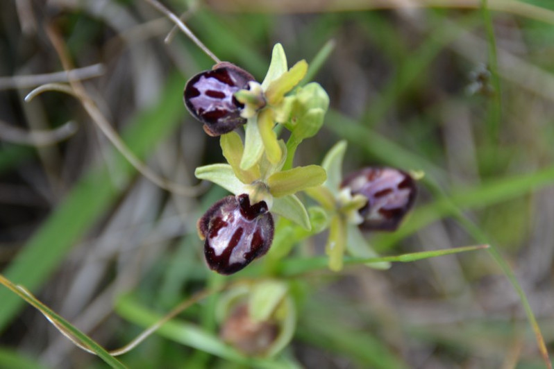 Ophrys aranifera Huds., 1778