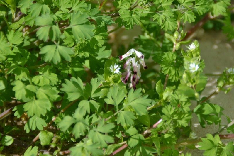 Fumaria capreolata L., 1753