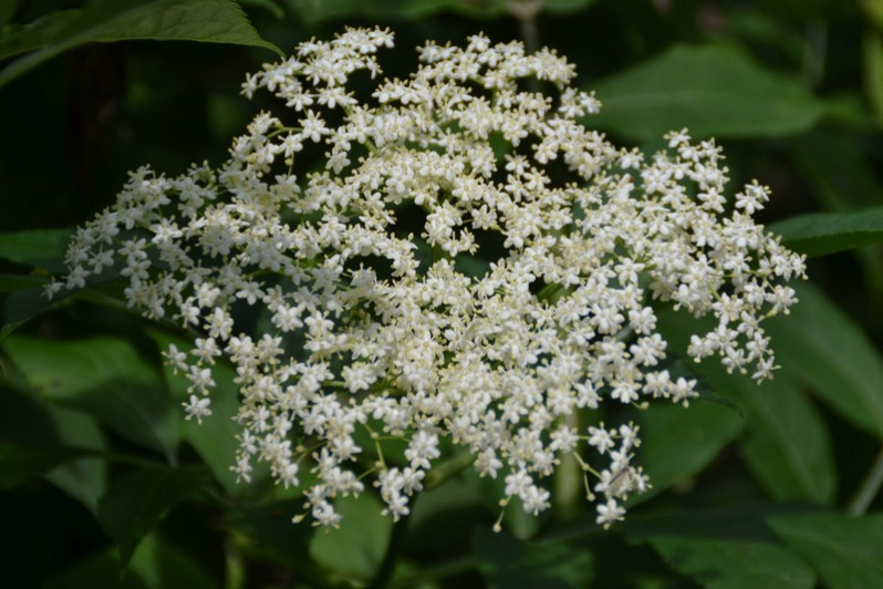 Sambucus nigra L., 1753