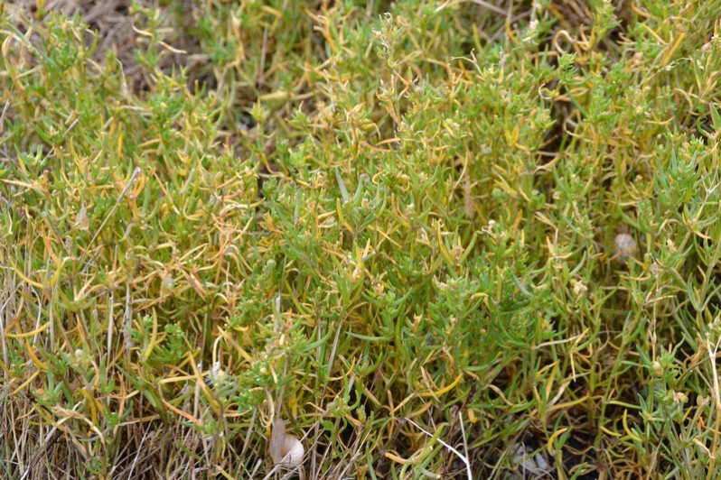 Salsola kali L., 1753