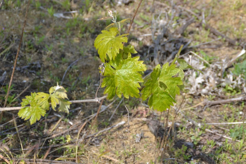 Vitis vinifera L., 1753