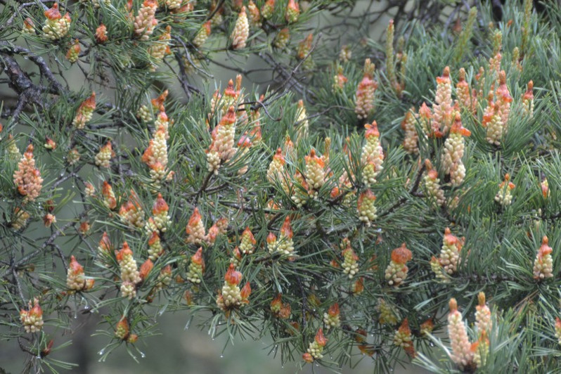 Pinus sylvestris L., 1753 en fleurs