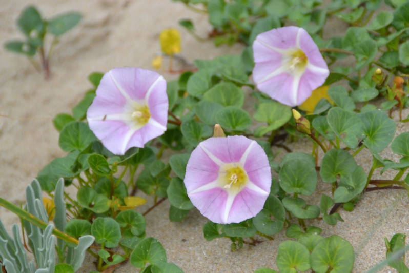 Convolvulus soldanella L., 1753