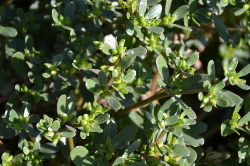 Portulaca oleracea L., 1753