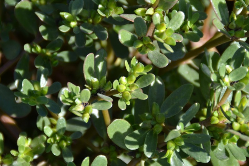 Portulaca oleracea L., 1753