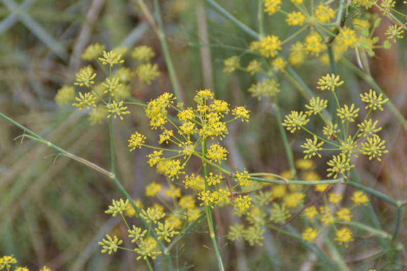 Foeniculum vulgare subsp. vulgare Mill., 1768
