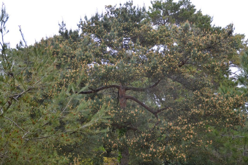 Pinus sylvestris L., 1753